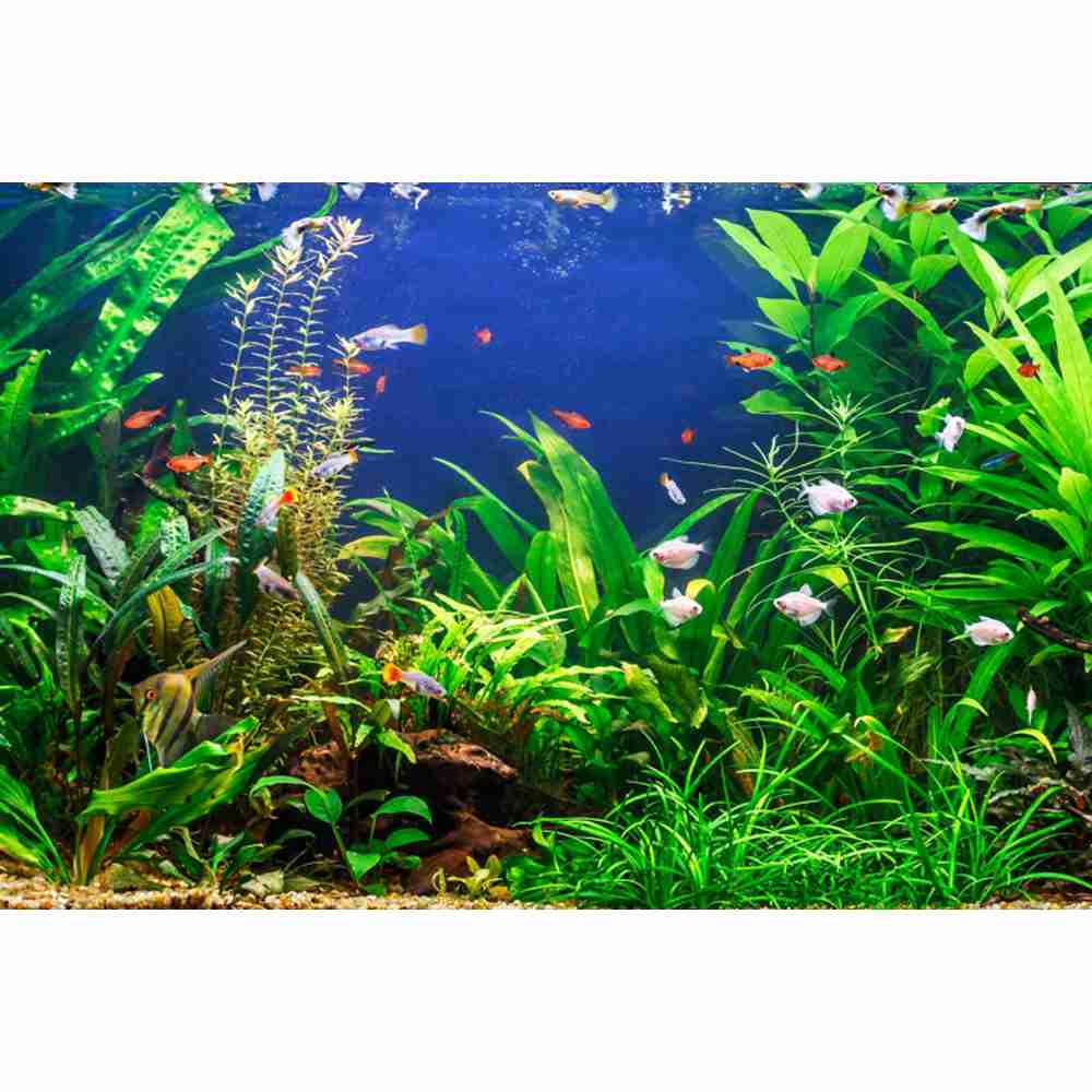 Underwater World Seabed Photog - огляд і ціна Aquarium Marine World